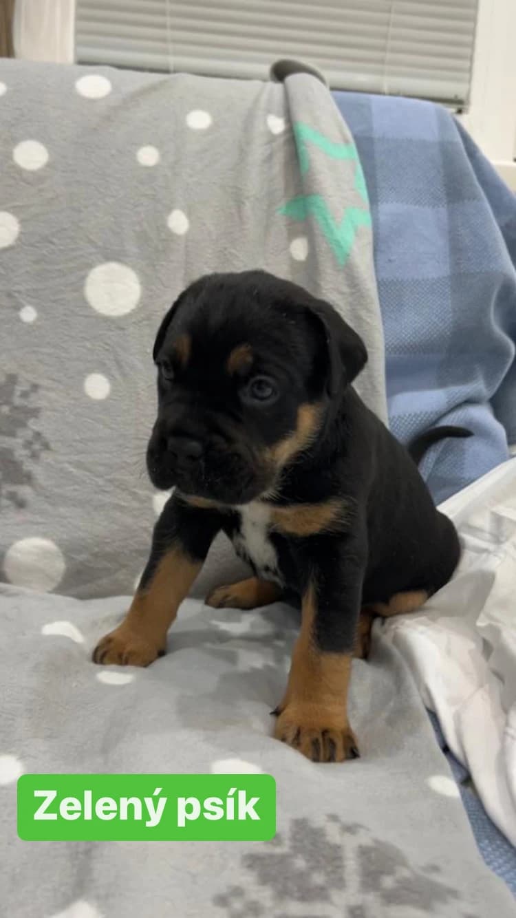 predam-stenata-cane-corso