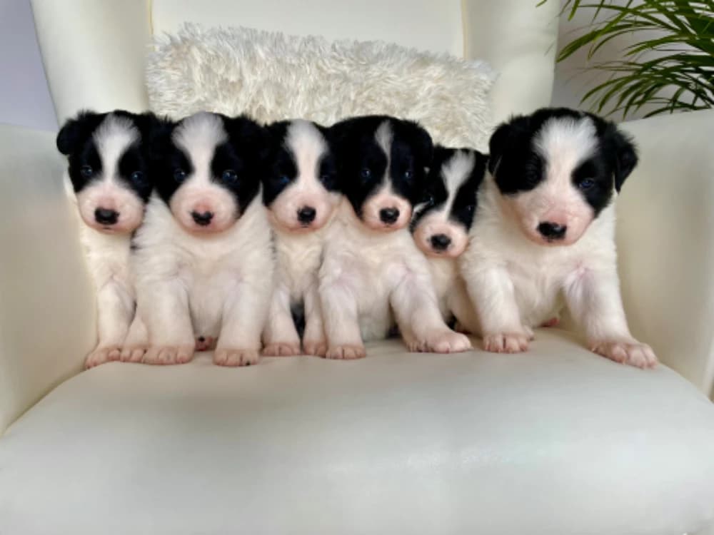 steniatka-border-kolie