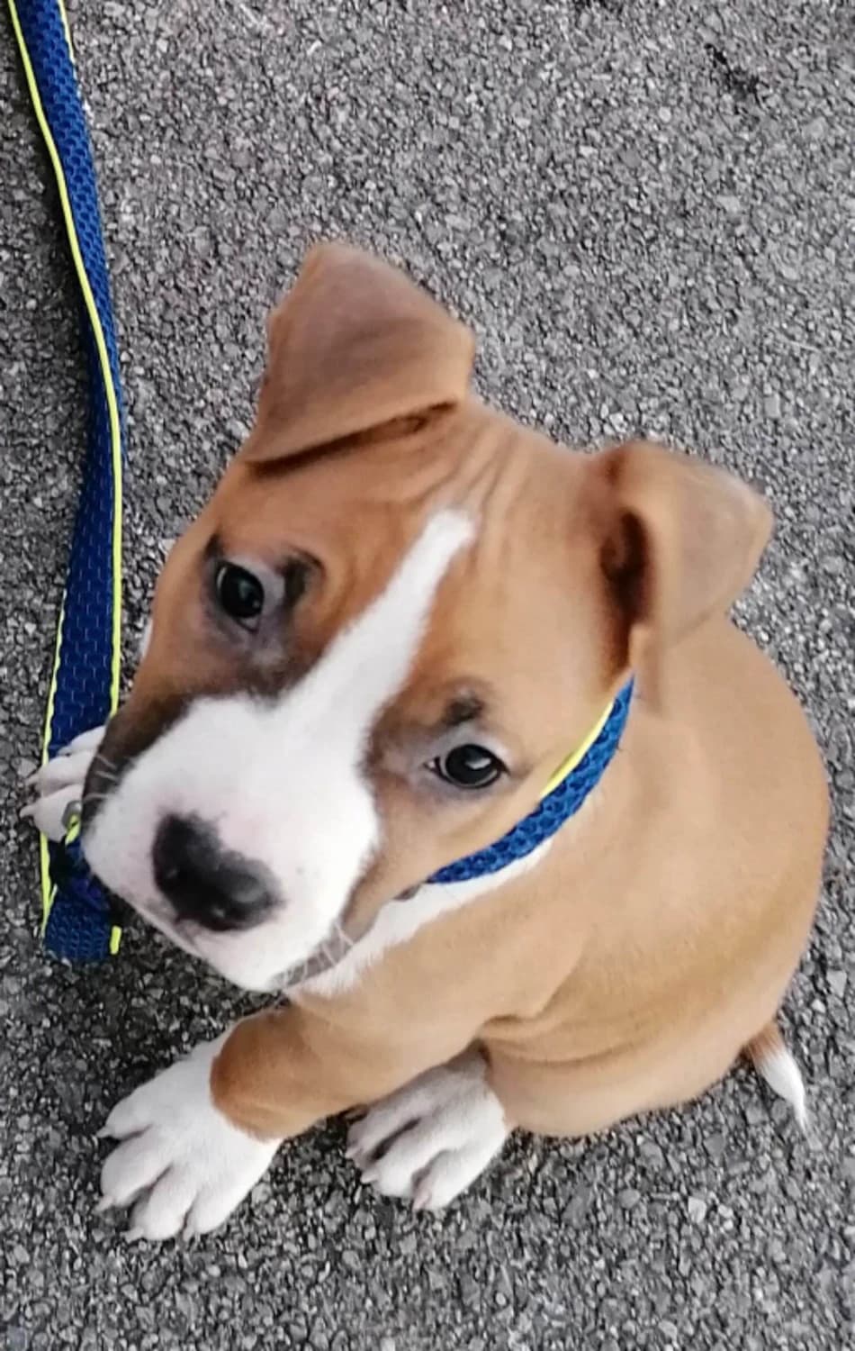 american-staffordshire-terrier