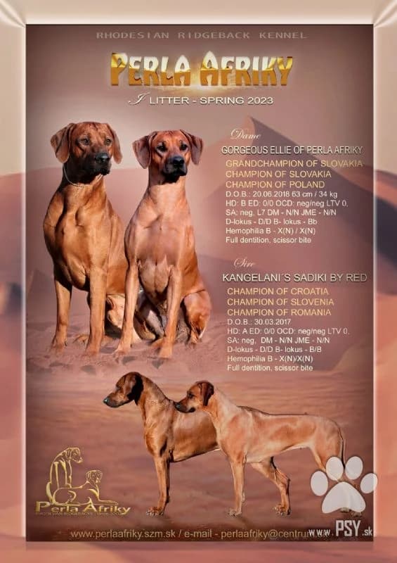 rhodesian-ridgeback-steniatka-s-pp