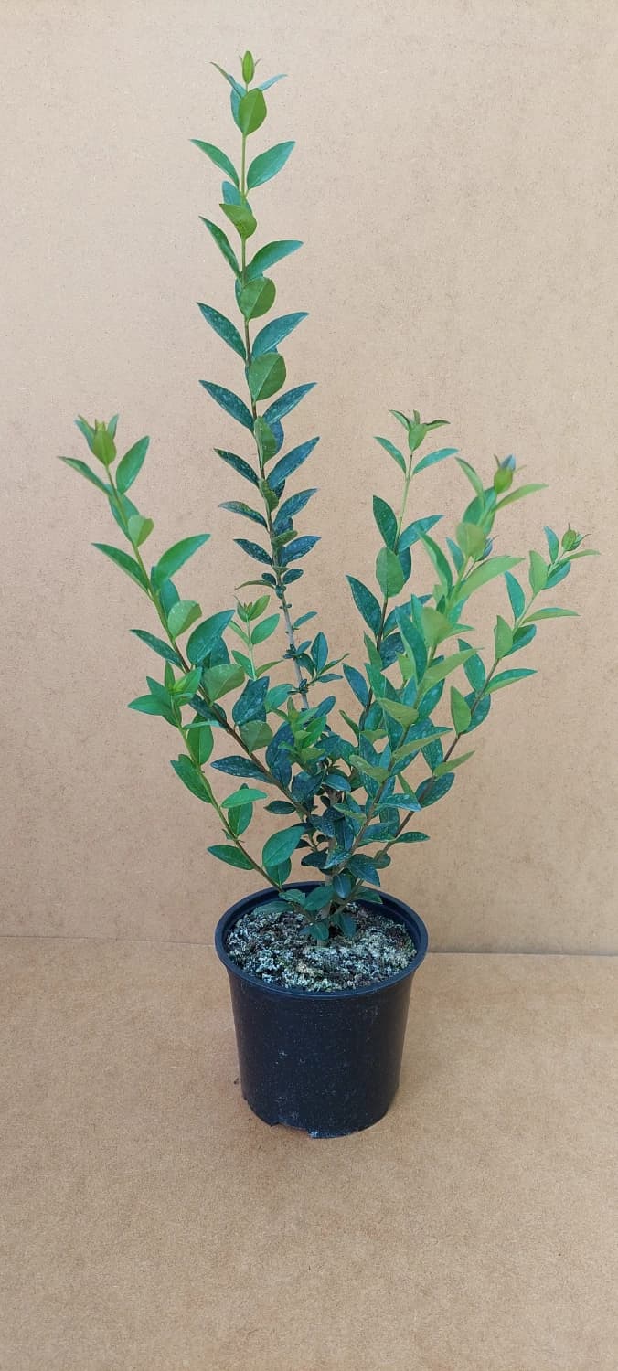 Vtáčí zob - Ligustrum ovalifolium - 1