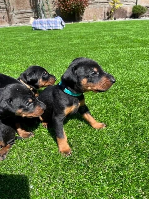 steniatka-dobermana-s-pp