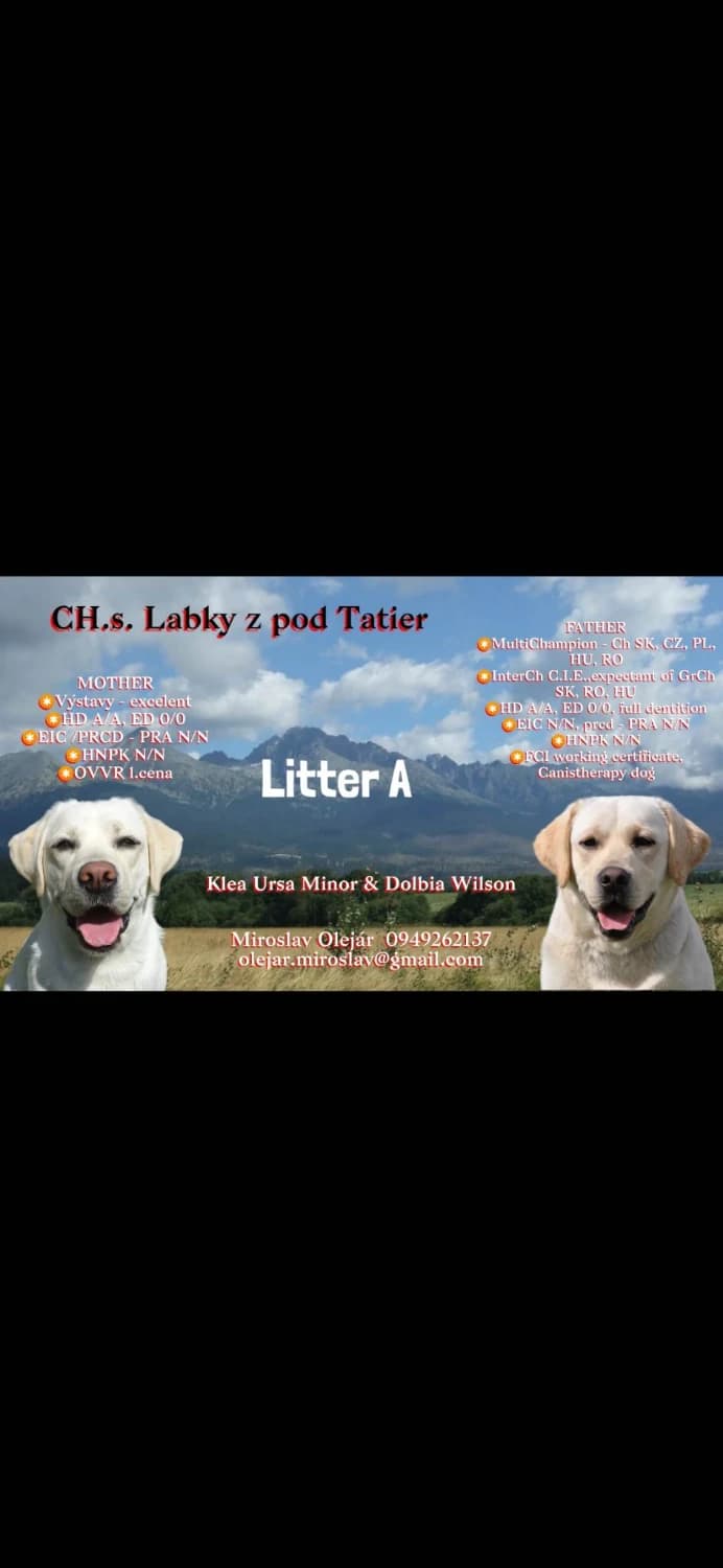 labrador-s-pp