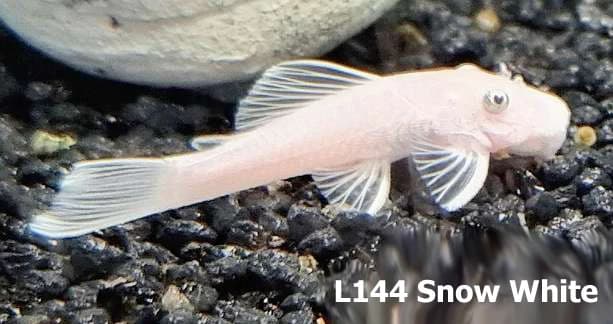 p-prisavnik-l144-snow-white