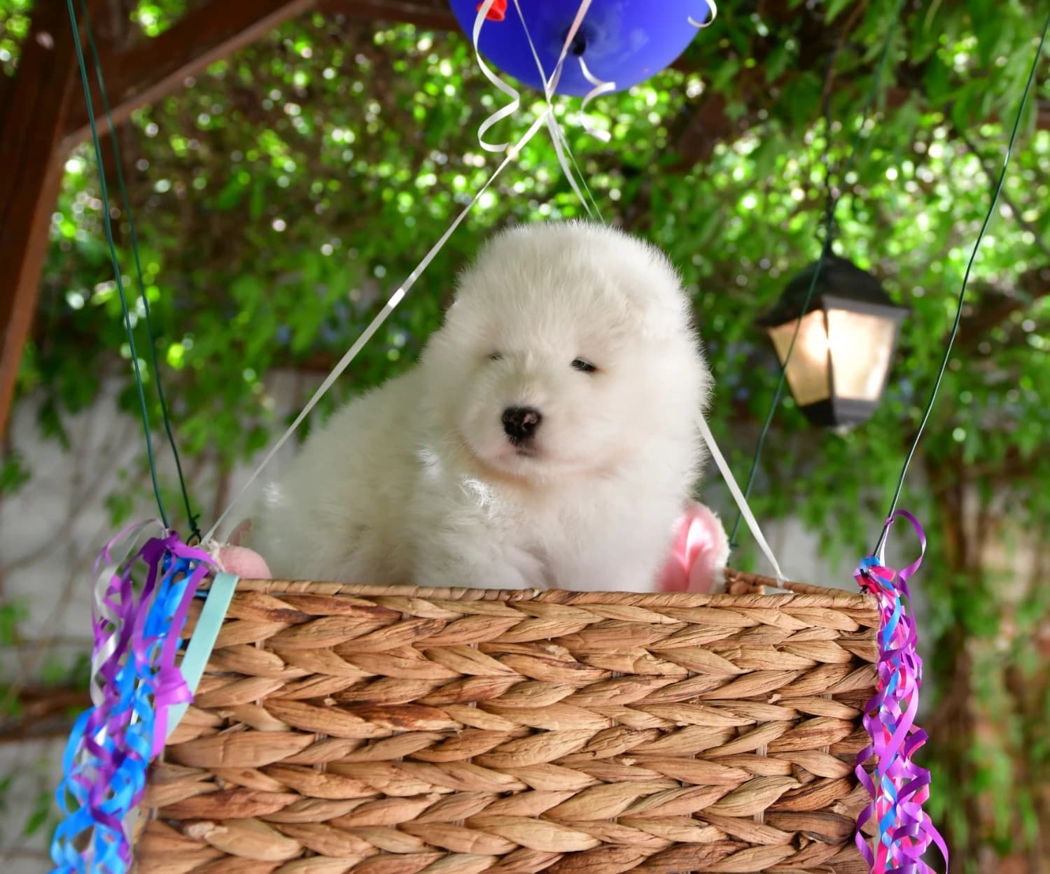 samojed-steniatka-s-pp