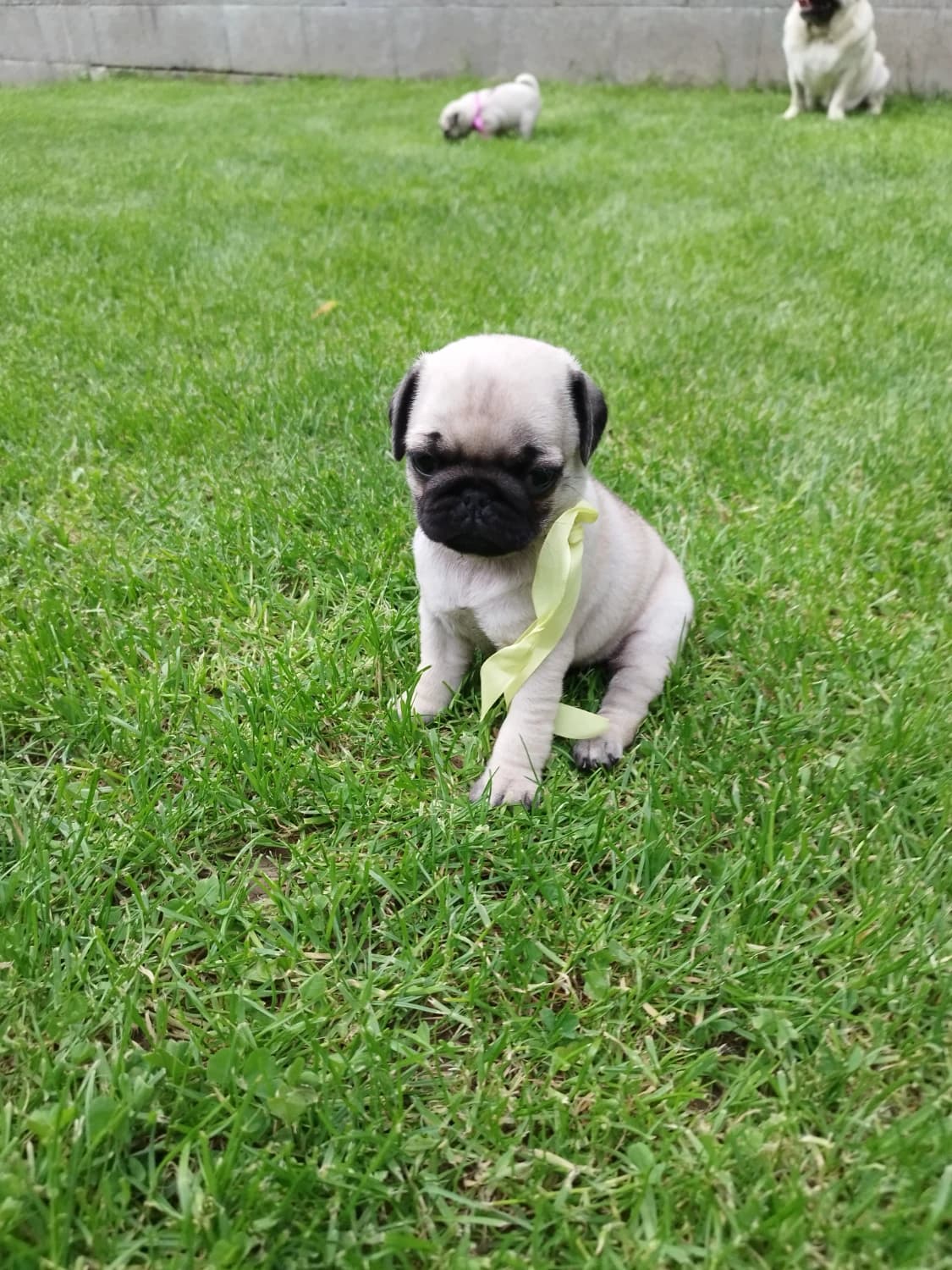 mops