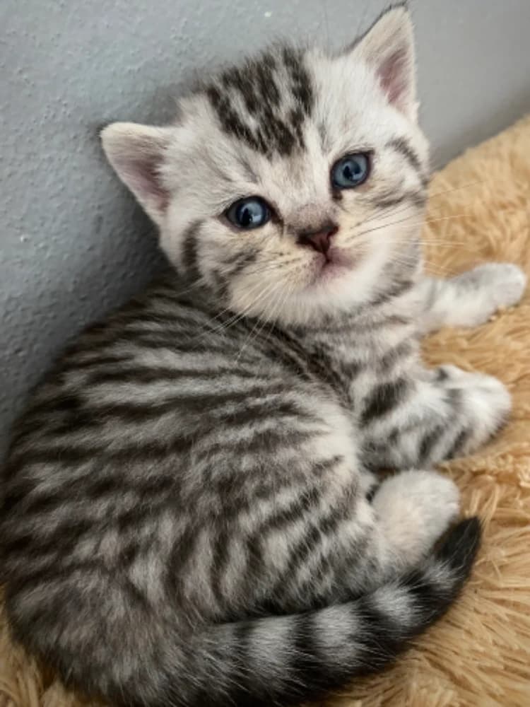 britske-whiskas-maciatka