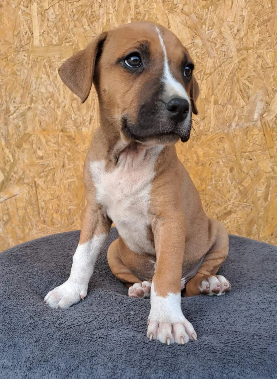 amstaff-americky-stafordsky-terier
