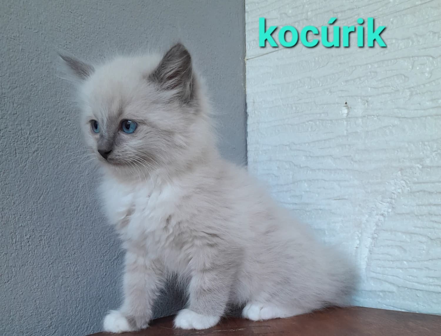 ragdoll-maciatka