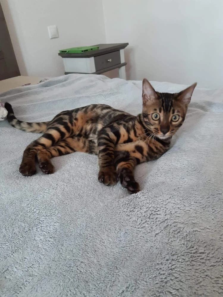 bengalske-maciatka