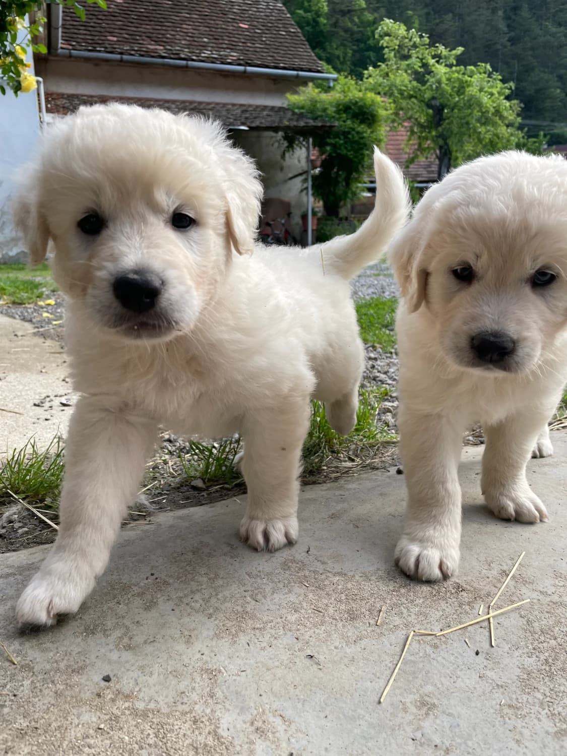 slovensky-cuvac-steniatka