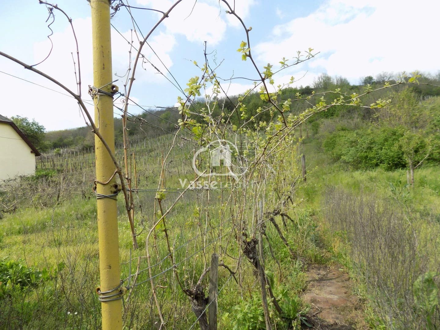 vinica-2061-m2-s-domcekom-pri-sturove-na-predaj