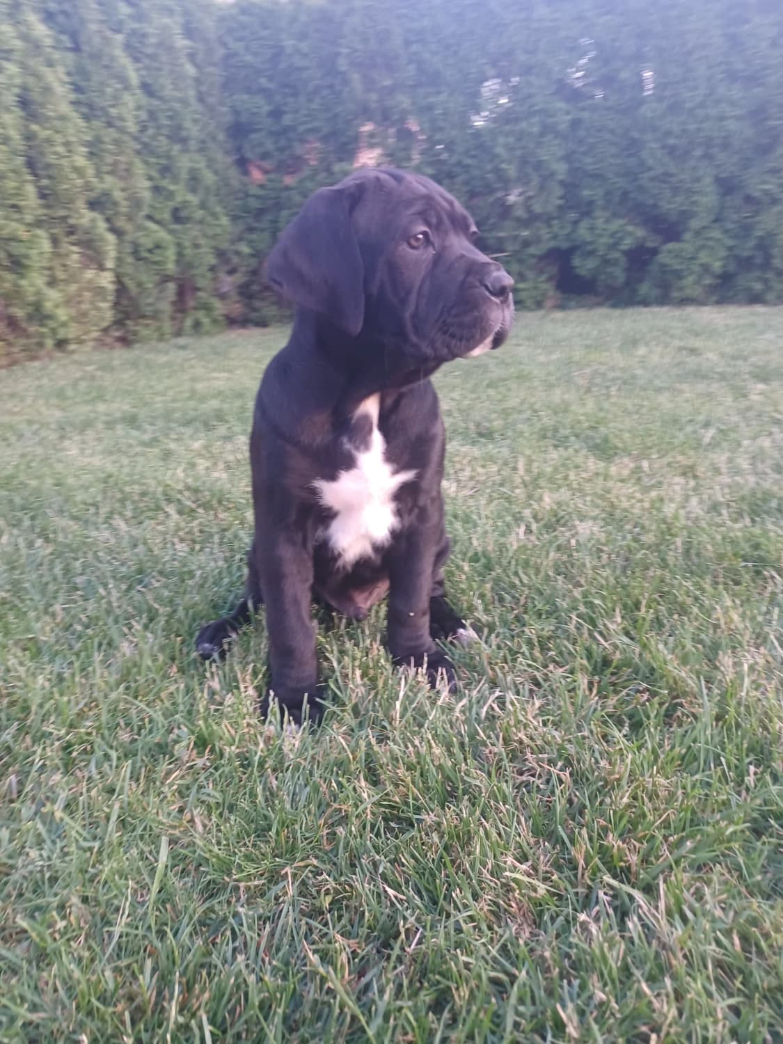 cane-corso-bez-pp
