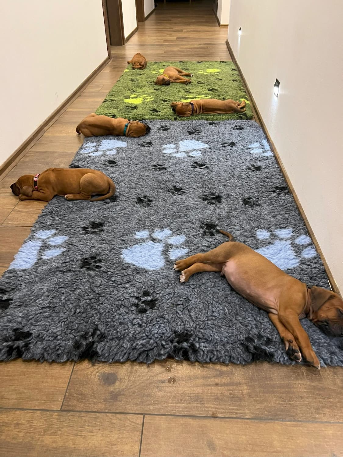 rhodesian-ridgeback-rodezsky-ridgeback-s-pp