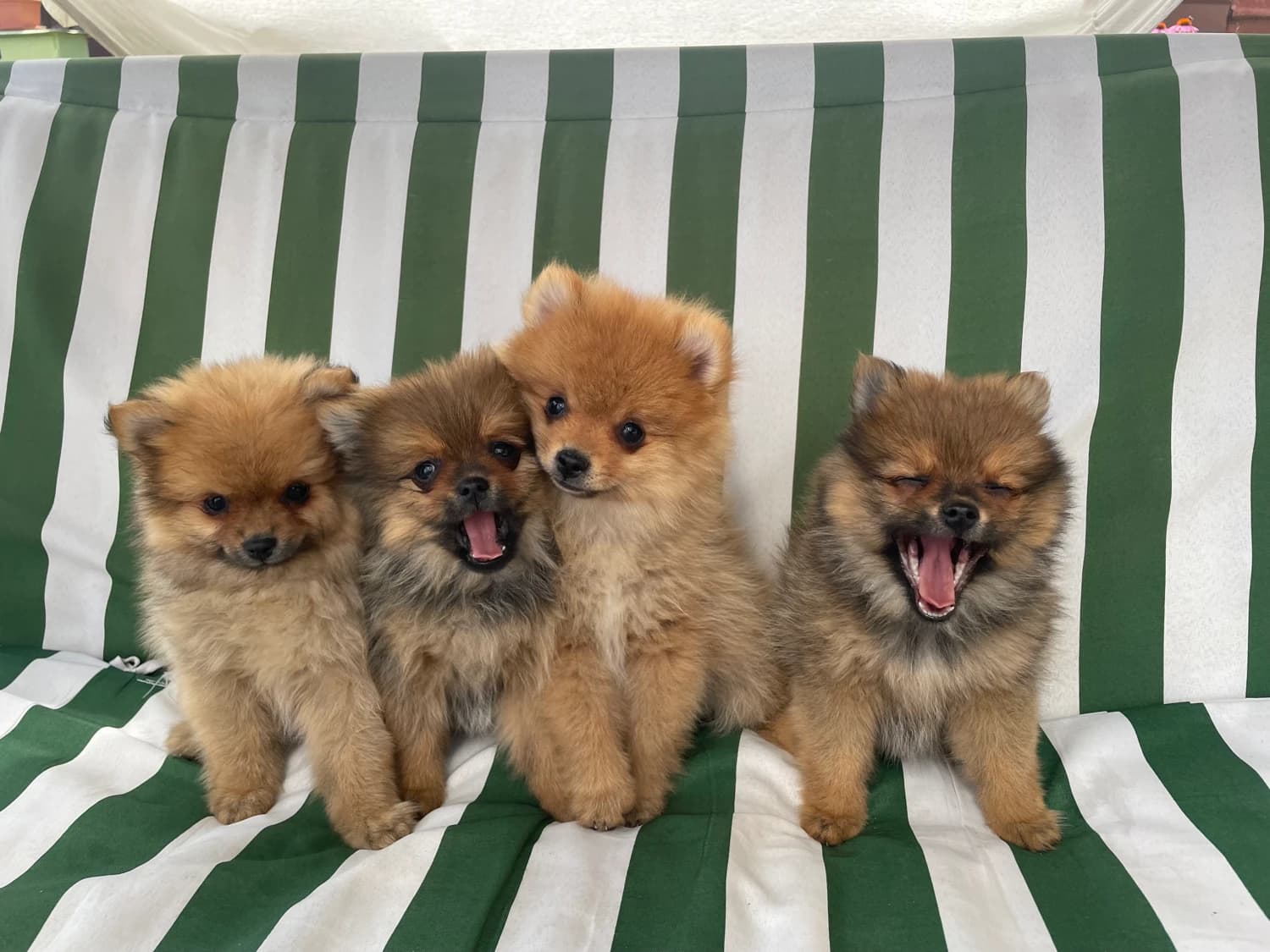 steniatka-nemecky-spic-cerveny