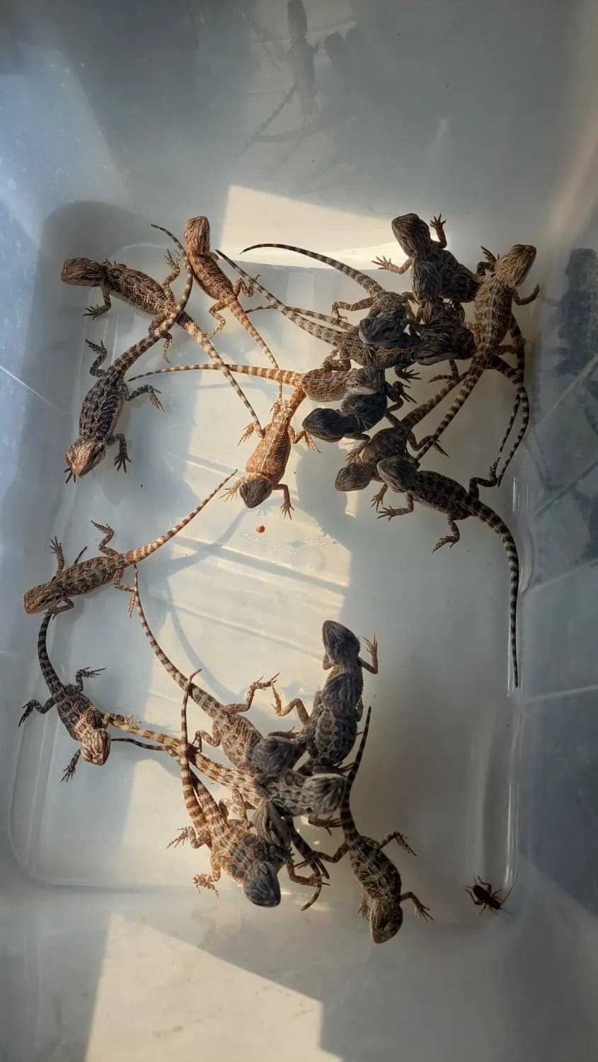agama