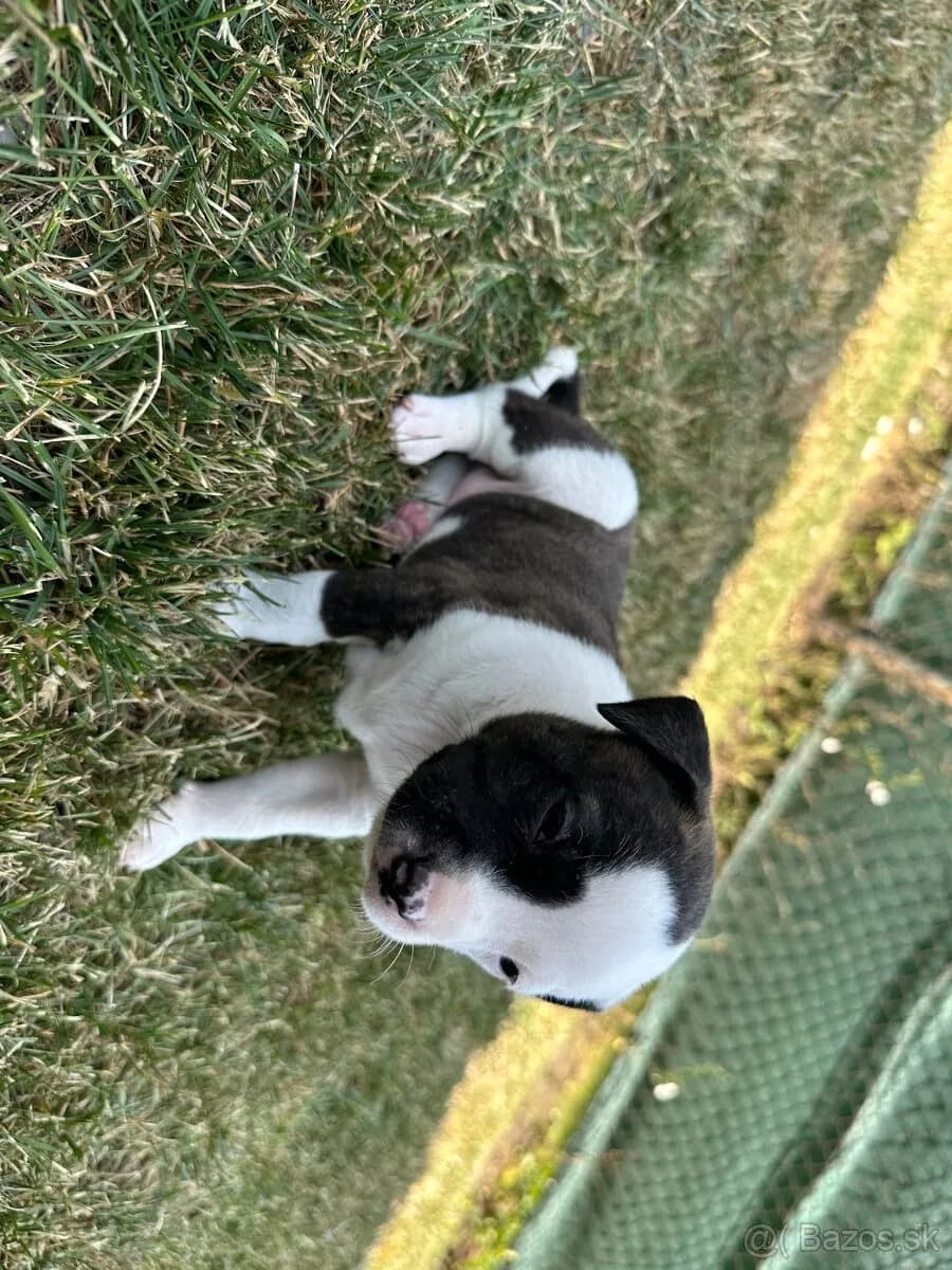 americky-stafordshirsky-terier-amstaf-staford