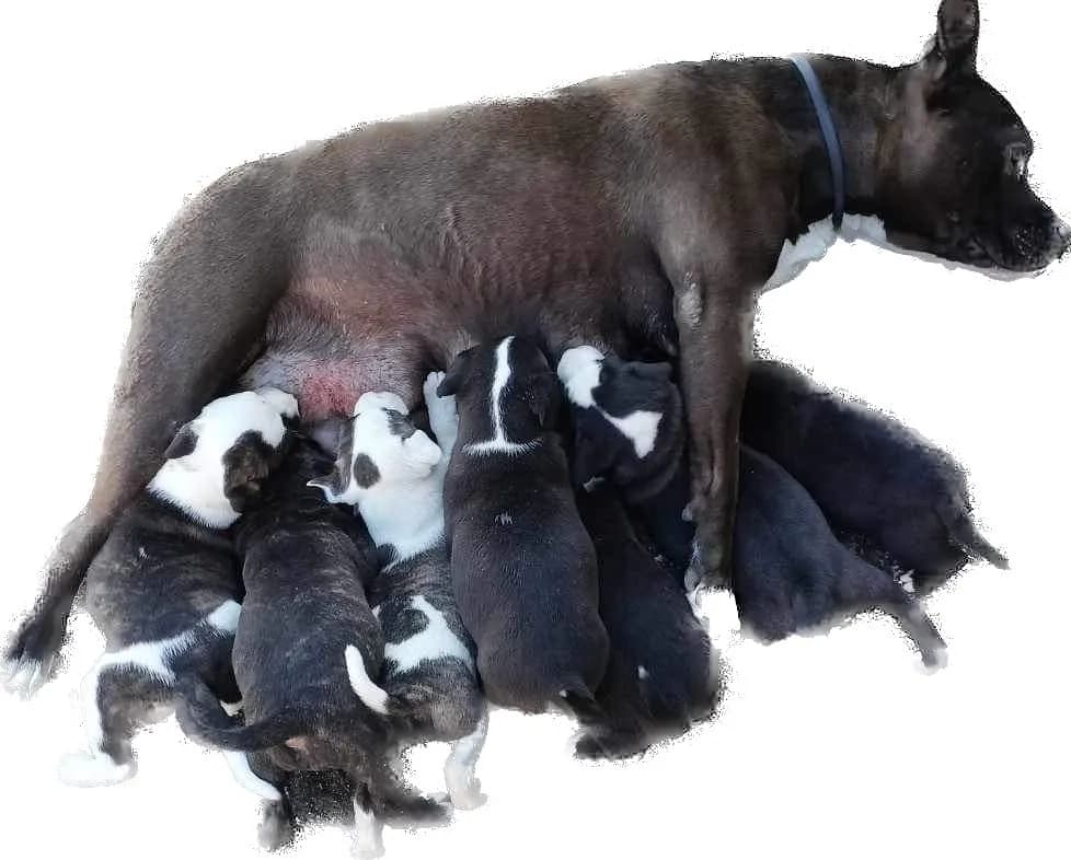 americky-stafordshirsky-terier-amstaf-staford