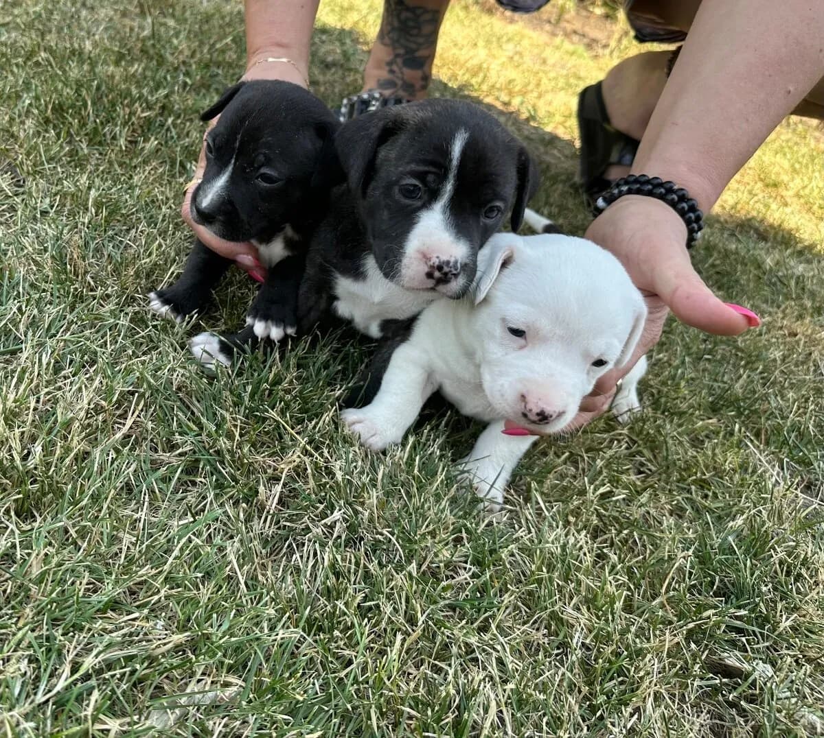 americky-stafordshirsky-terier-amstaf-staford