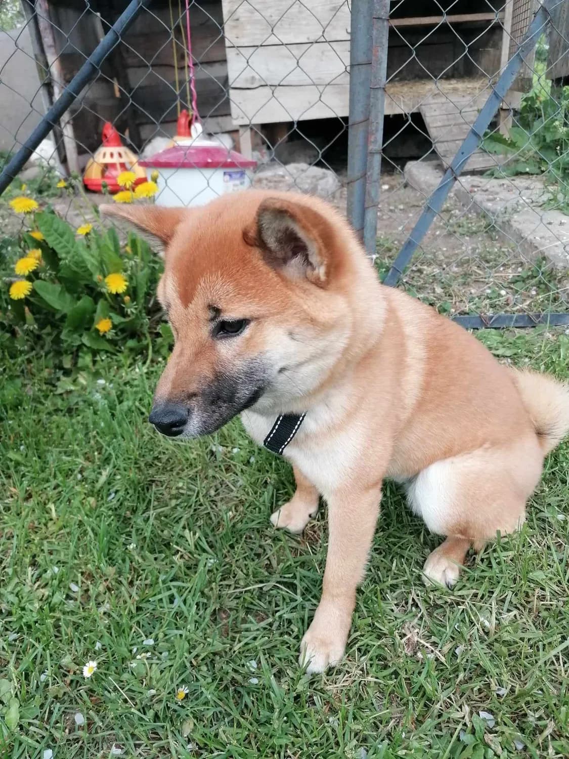 shiba-inu