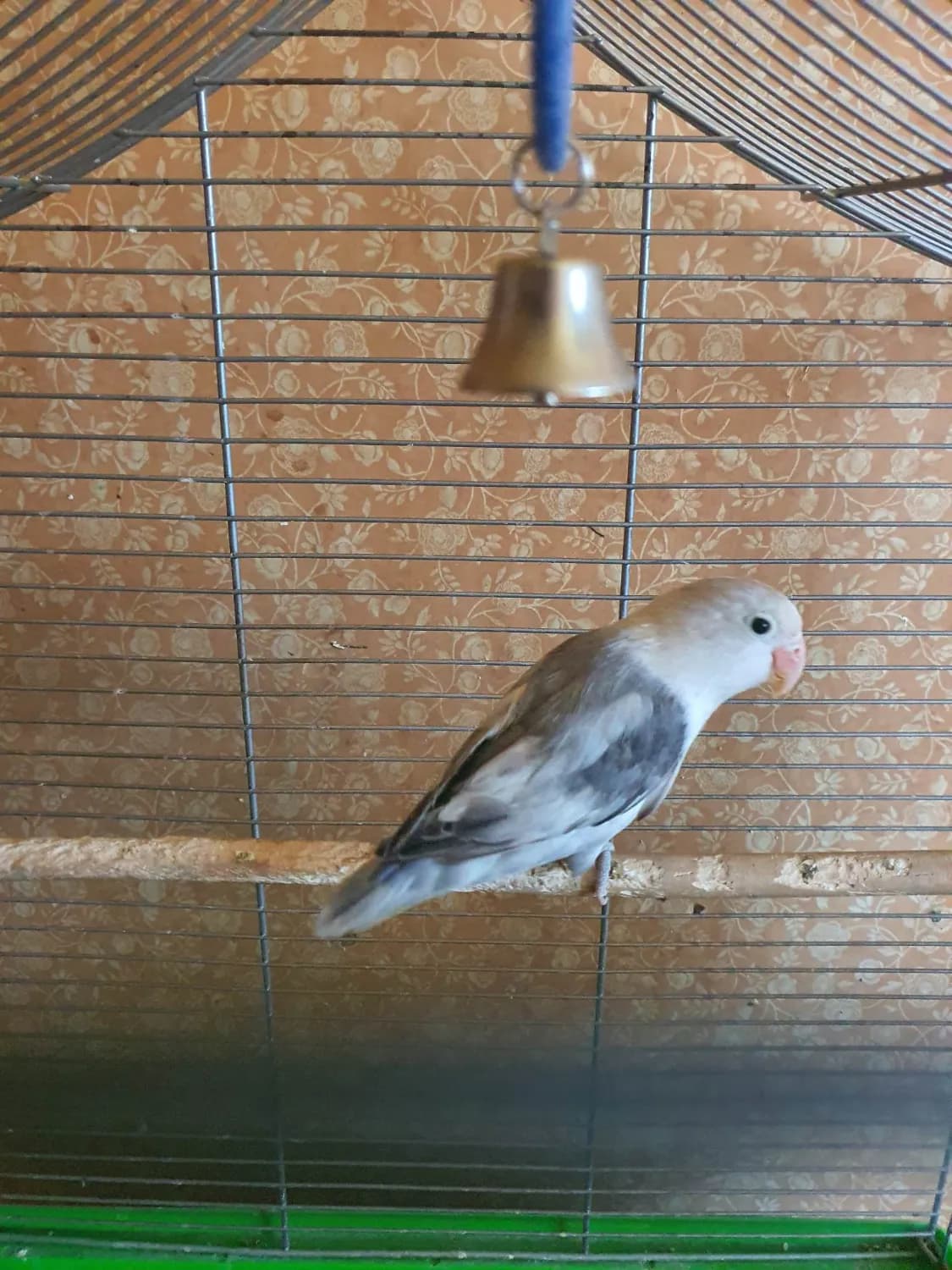 agapornis-fischer-samicka