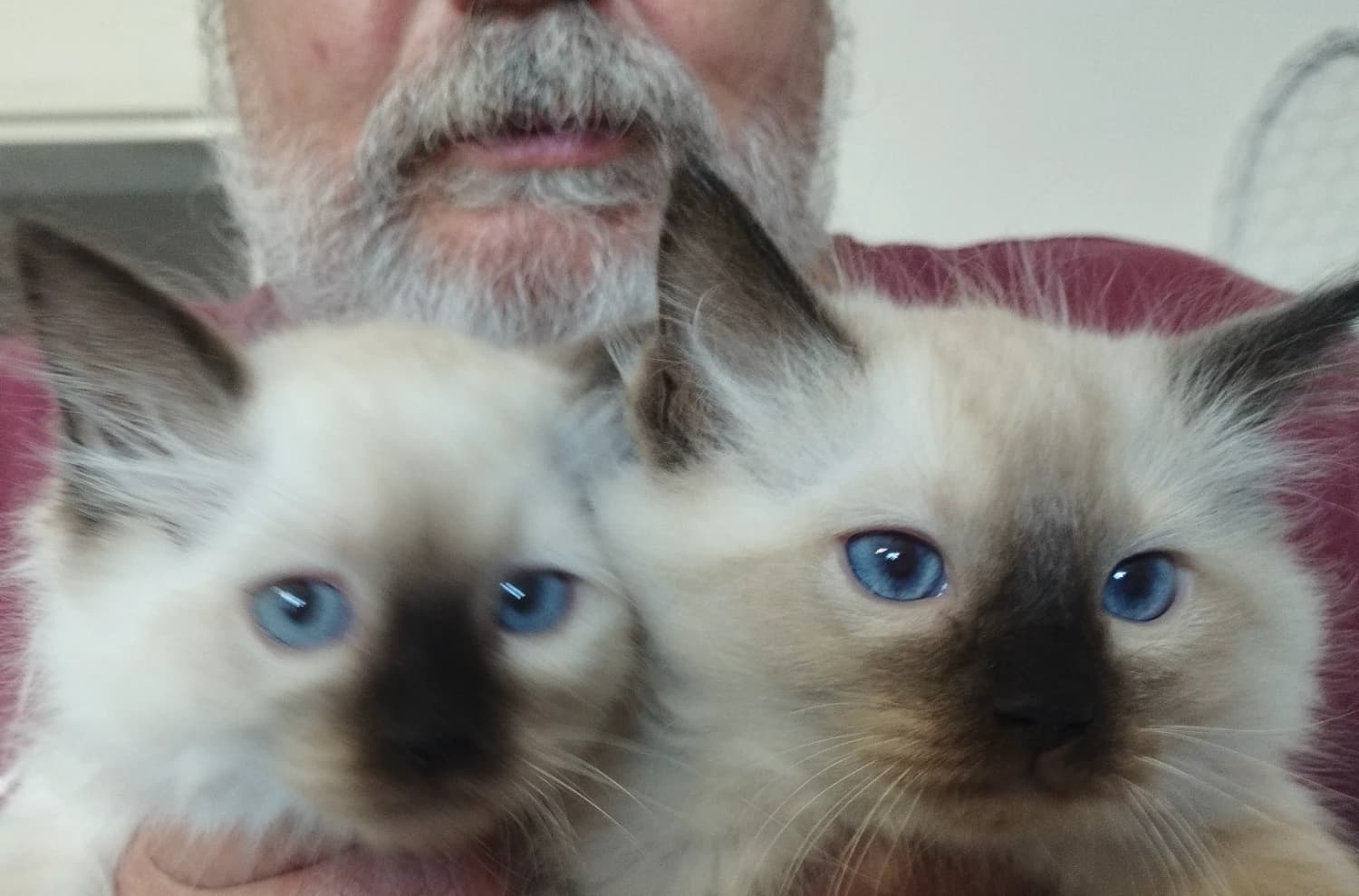 maciatka-ragdoll