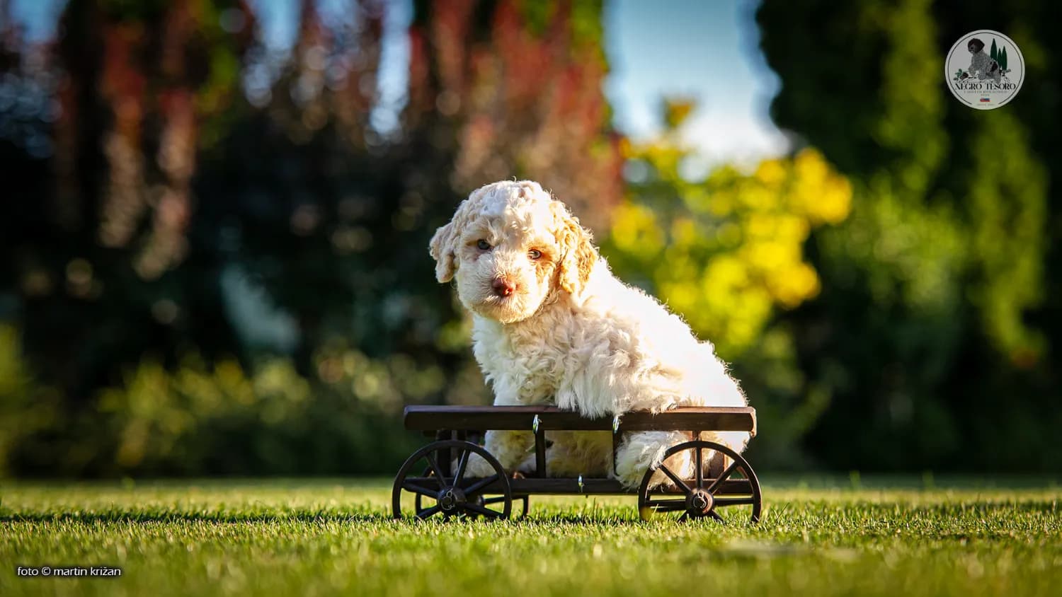 lagotto-romagnolo-steniatka-s-pp-na-predaj