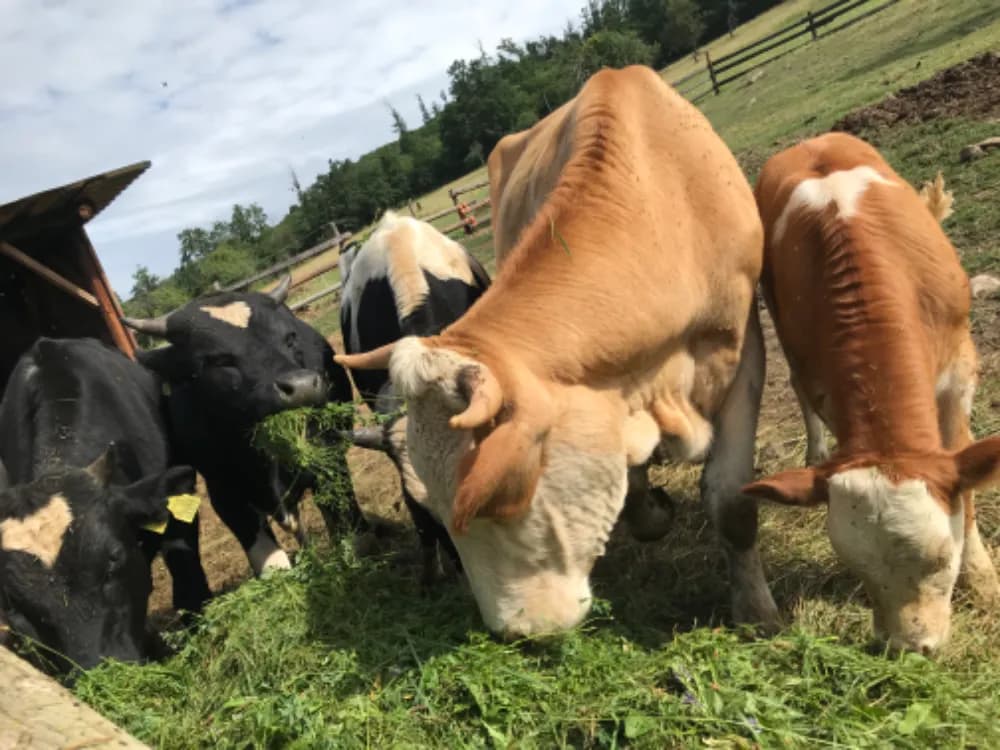 na-predaj-2-rocna-jalovica-s-3-mesacnou-jalovickou