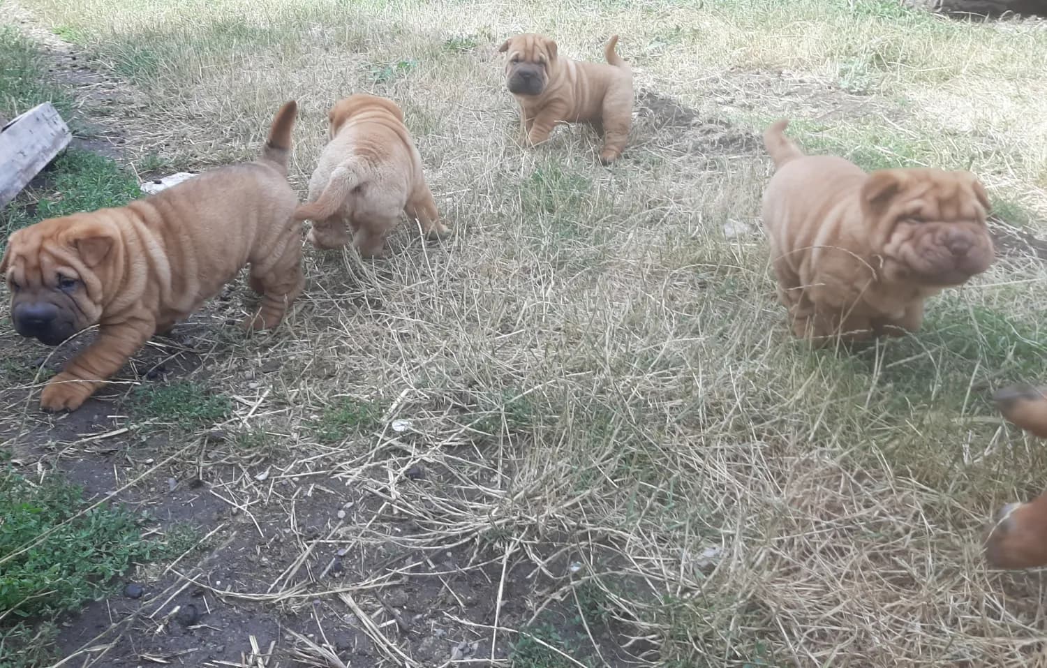 sharpei