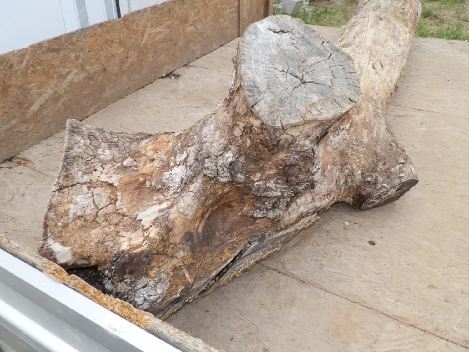 predam-orechovy-kmen-gulatina