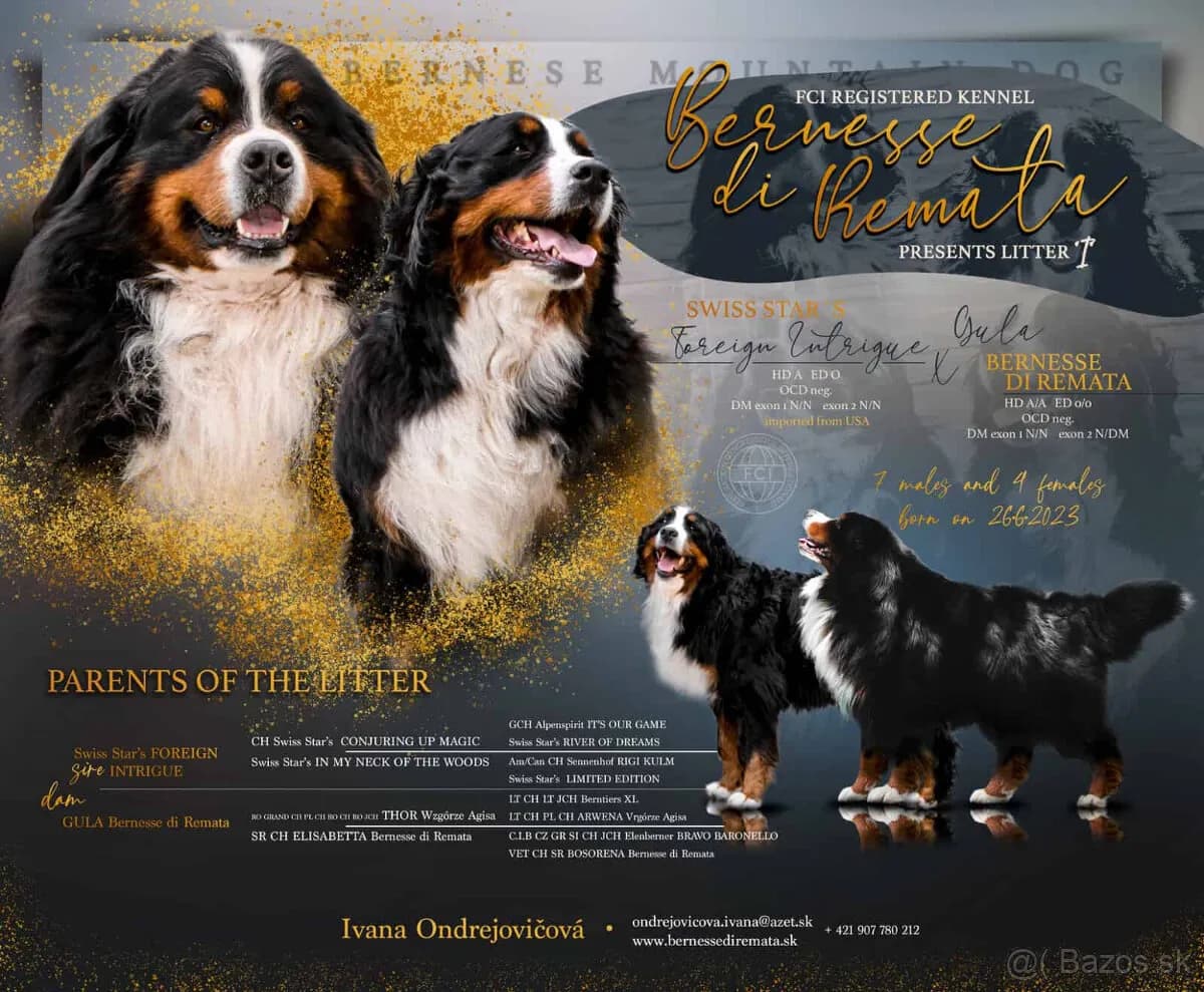 bernsky-salasnicky-pes-steniatka