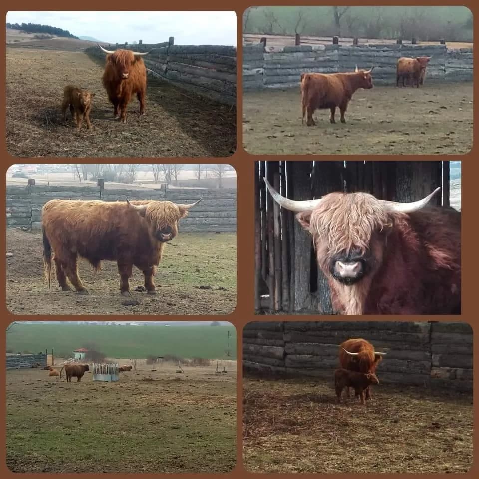 skotsky-dobytok-higland