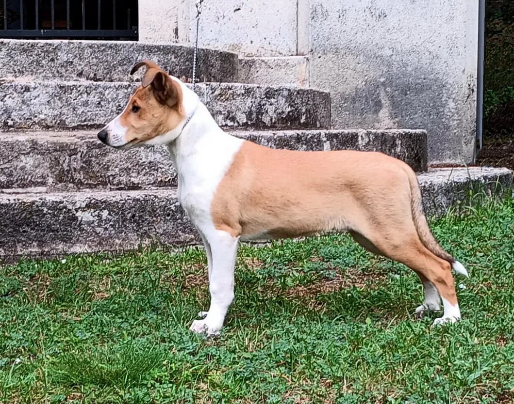 steniatko-kolie-kratkosrstej-collie-smooth