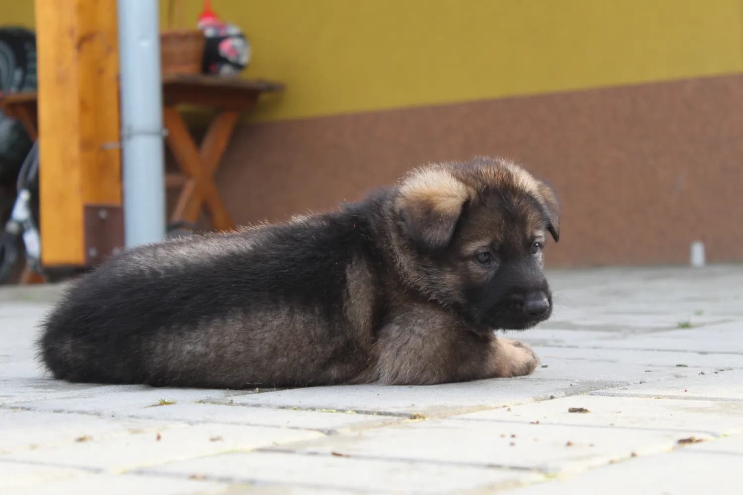 stenata-nemecky-ovcak