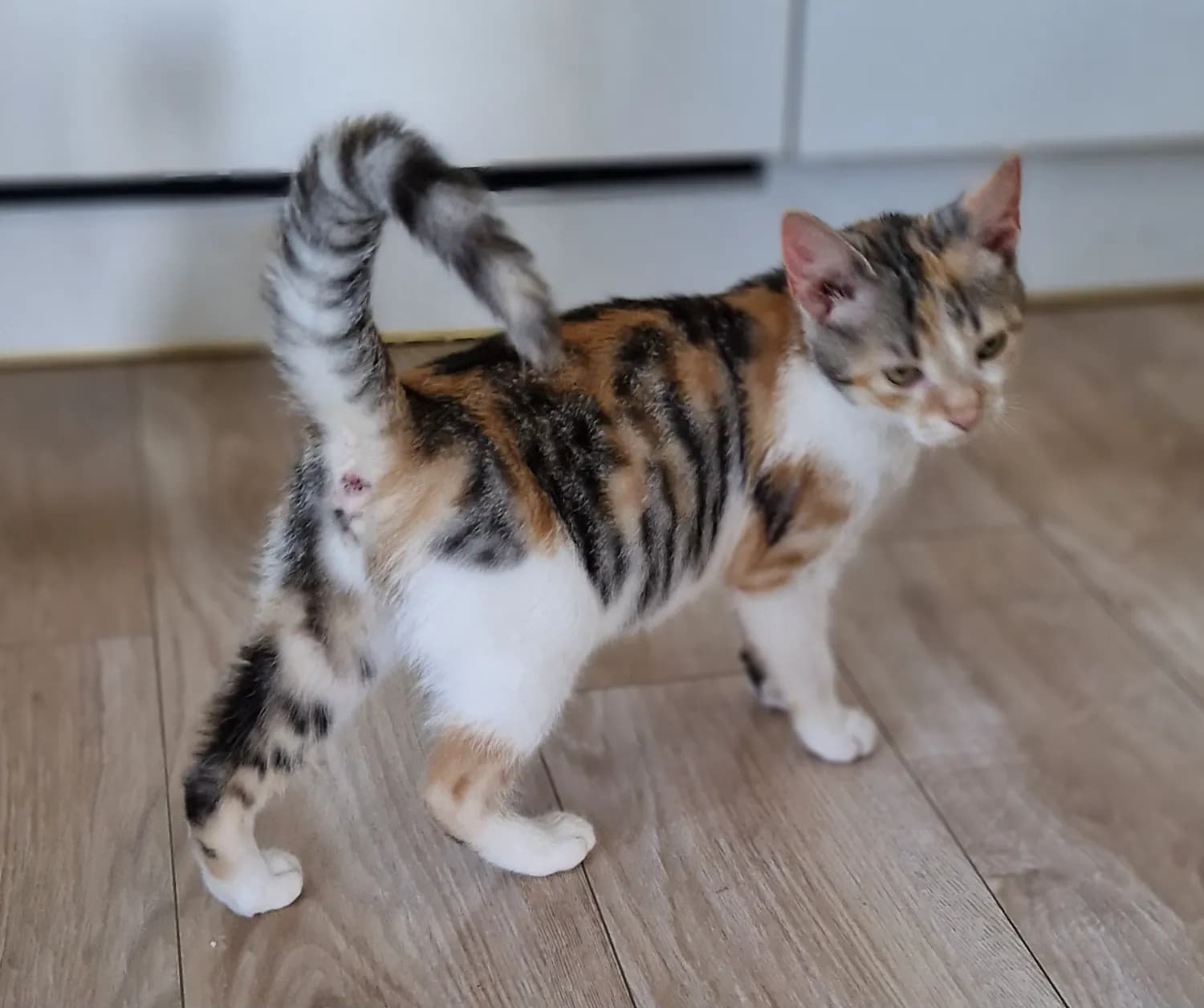 mia-si-hlada-domov
