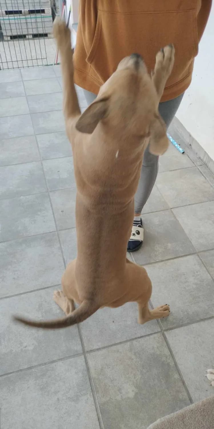 darujem-psa-do-dobrych-ruk