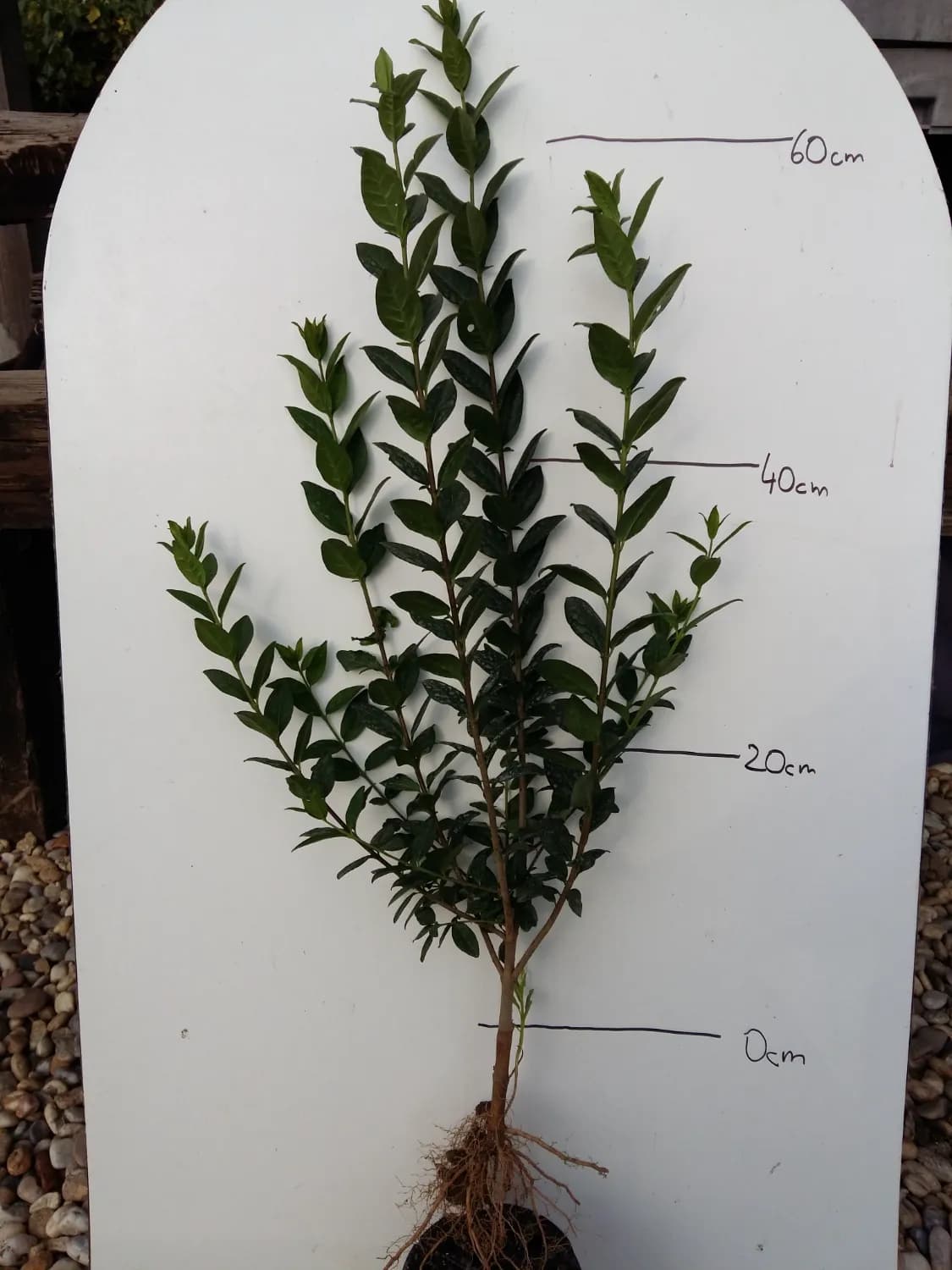 Vtáčí zob atrovirens- Ligustrum voľnokorenný na živý plot - 1
