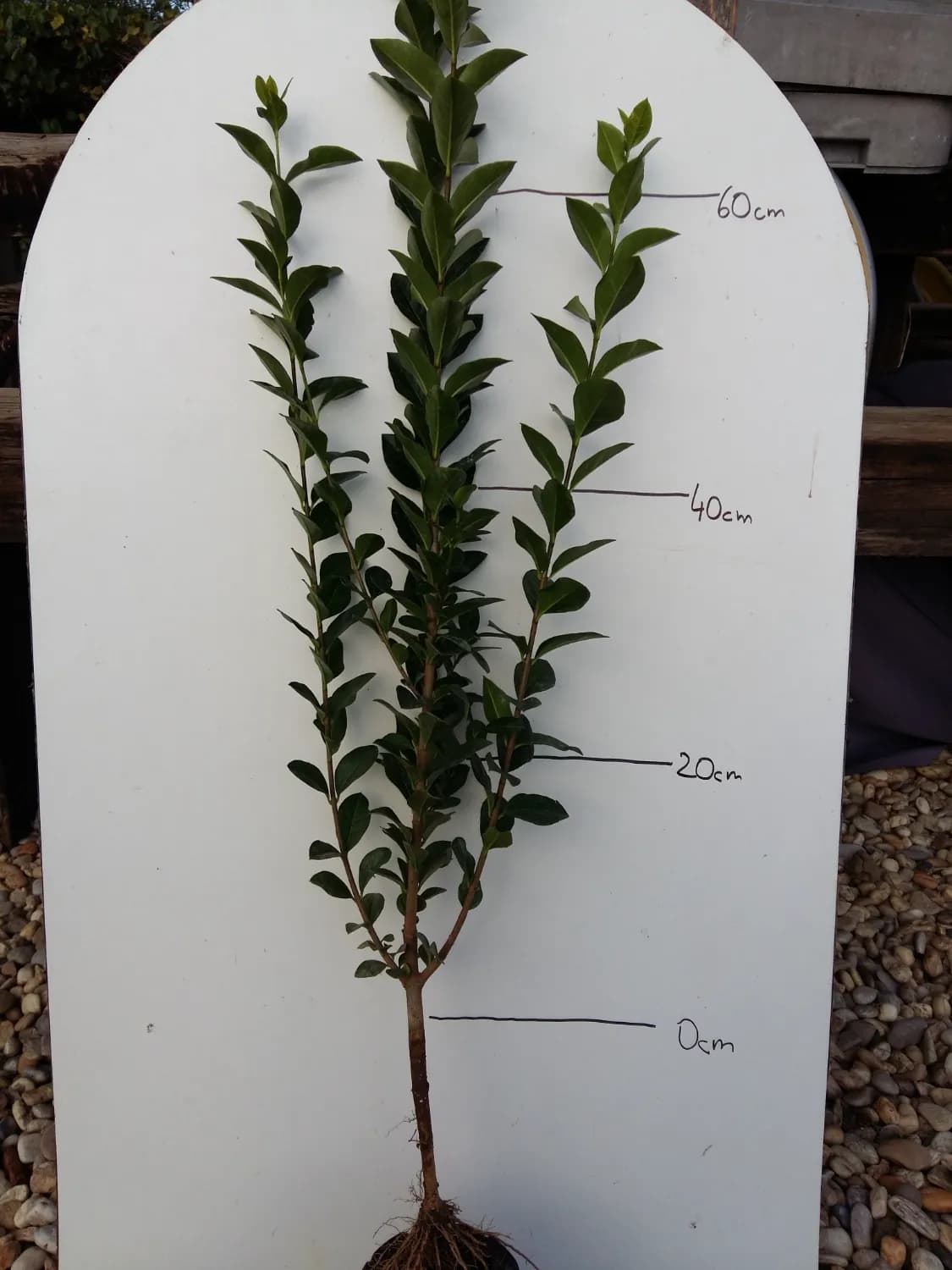 Vtáčí zob - Ligustrum voľnokorenný na živý plot - 1