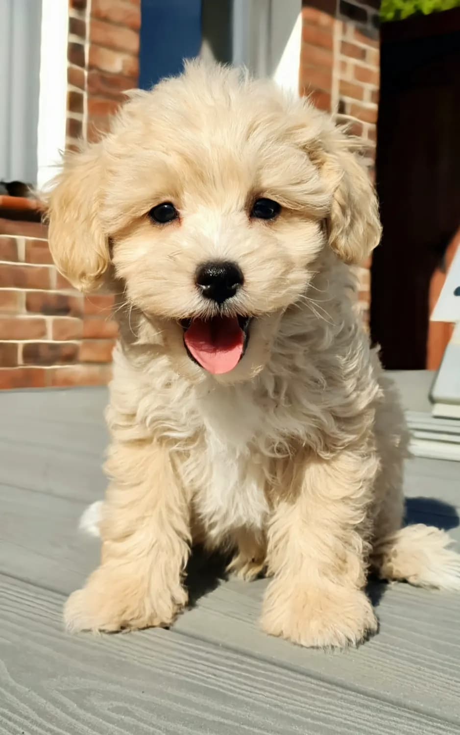 maltipoo-cavapoo-cockapoo