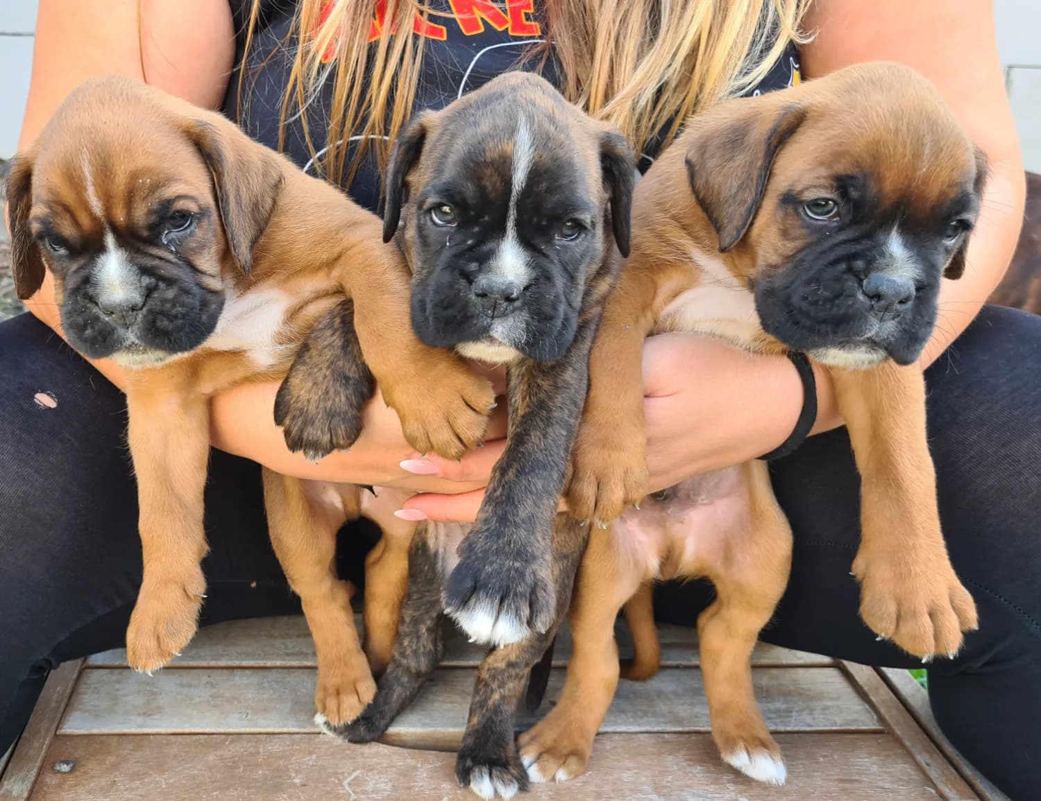 steniatka-nemecky-boxer