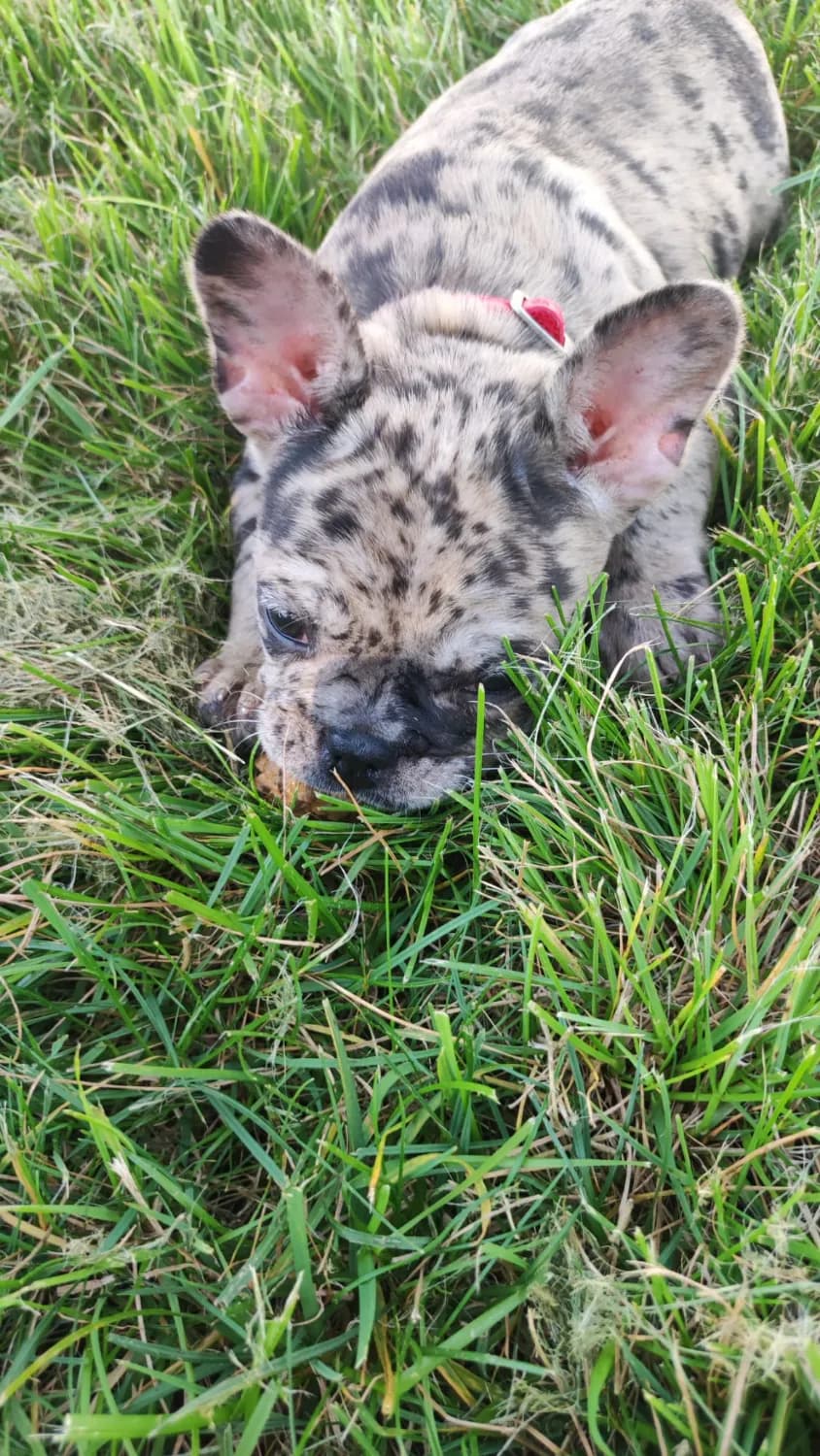 predam-stena-francuzsky-buldocek-merle
