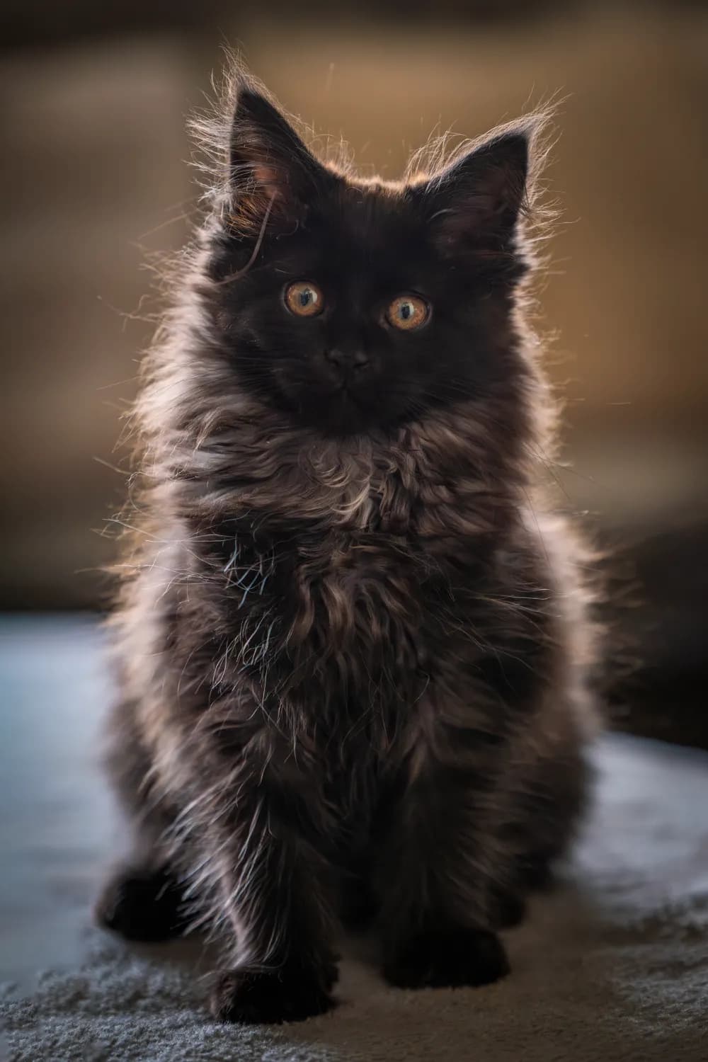 predam-krasne-maciatka-maine-coon