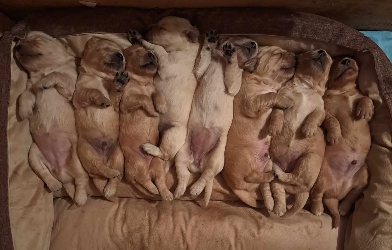 golden-retriever-zlaty-retriever