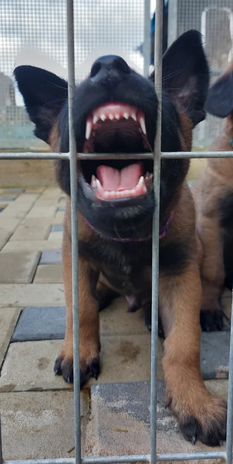 belgicky-ovciak-malinois