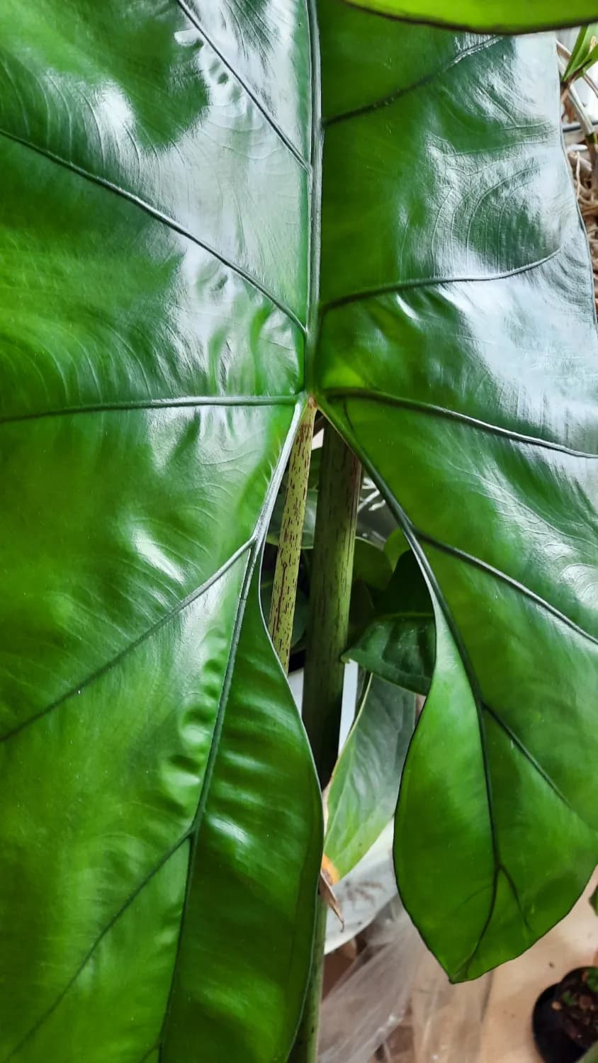 alocasia-princeps-seeds