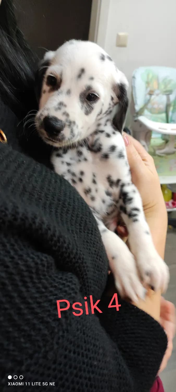 steniatka-dalmatinca