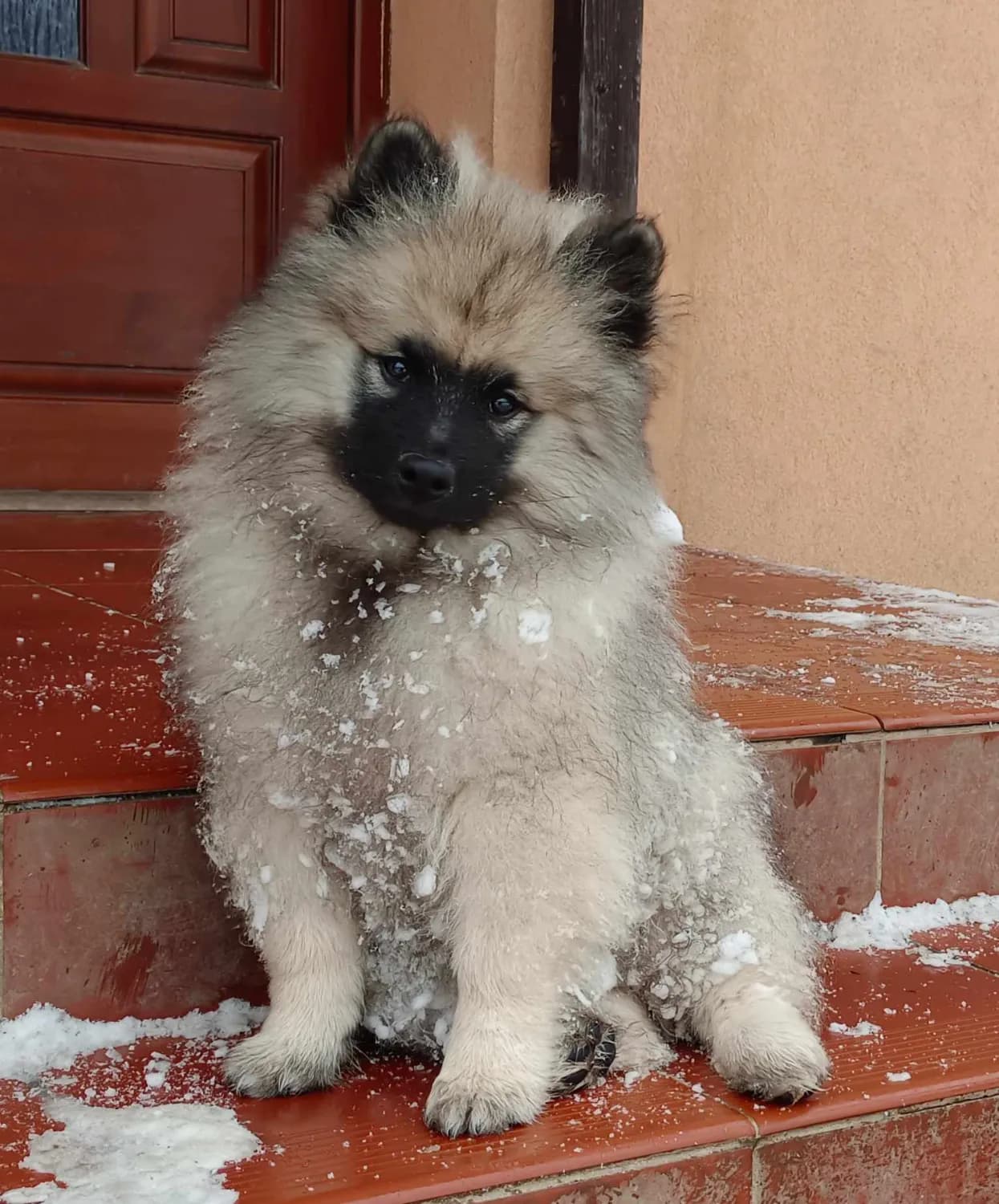 nemecky-spic-vlci-keeshond-prodam-krasna-stenata-s-pp