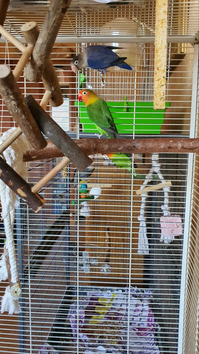 agapornis-fischer-chovny-par
