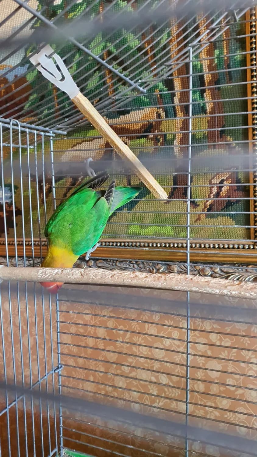 mlada-agapornis-fischer