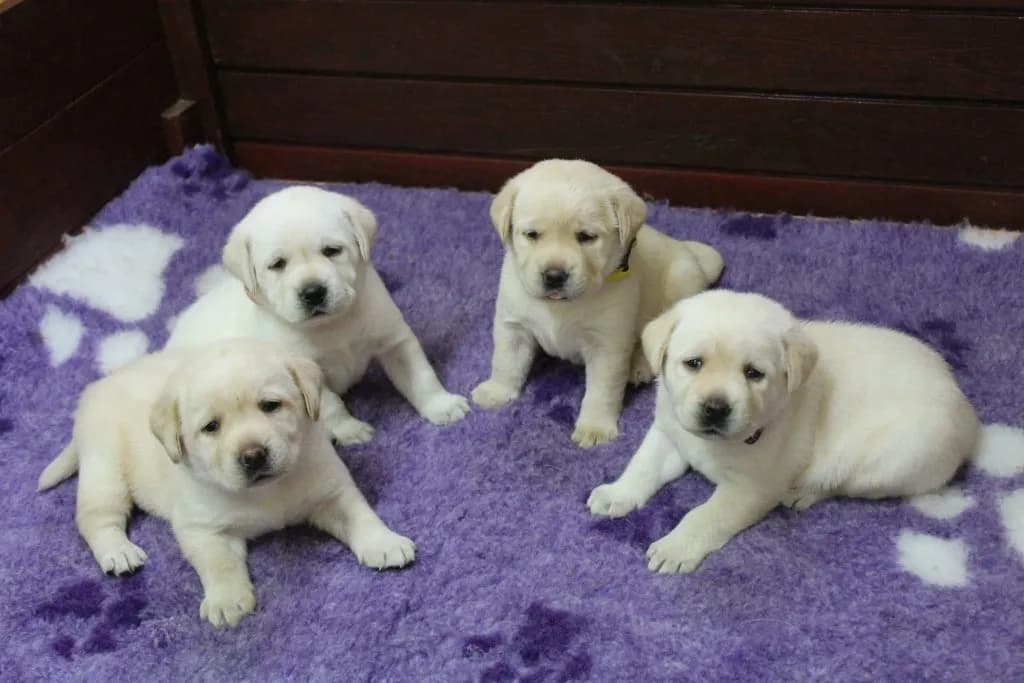 labrador-retriever-steniatka-s-rodokmenom-povodu-s-pp